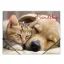 Gumis mappa, 15 mm, PP, A4, PANTA PLAST "Friendship"