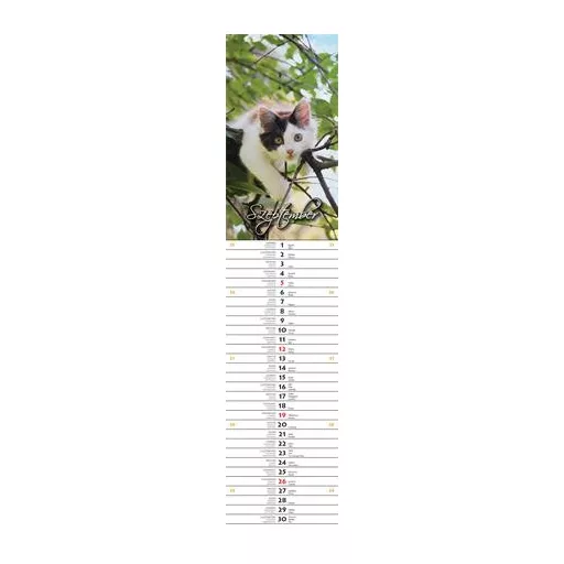 Naptár, fali, jegyzet, CSG "Szép Napot"