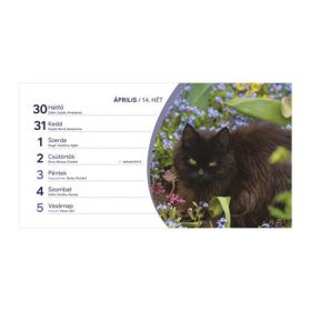 Naptár, asztali, álló, TOPTIMER, "Cicák"